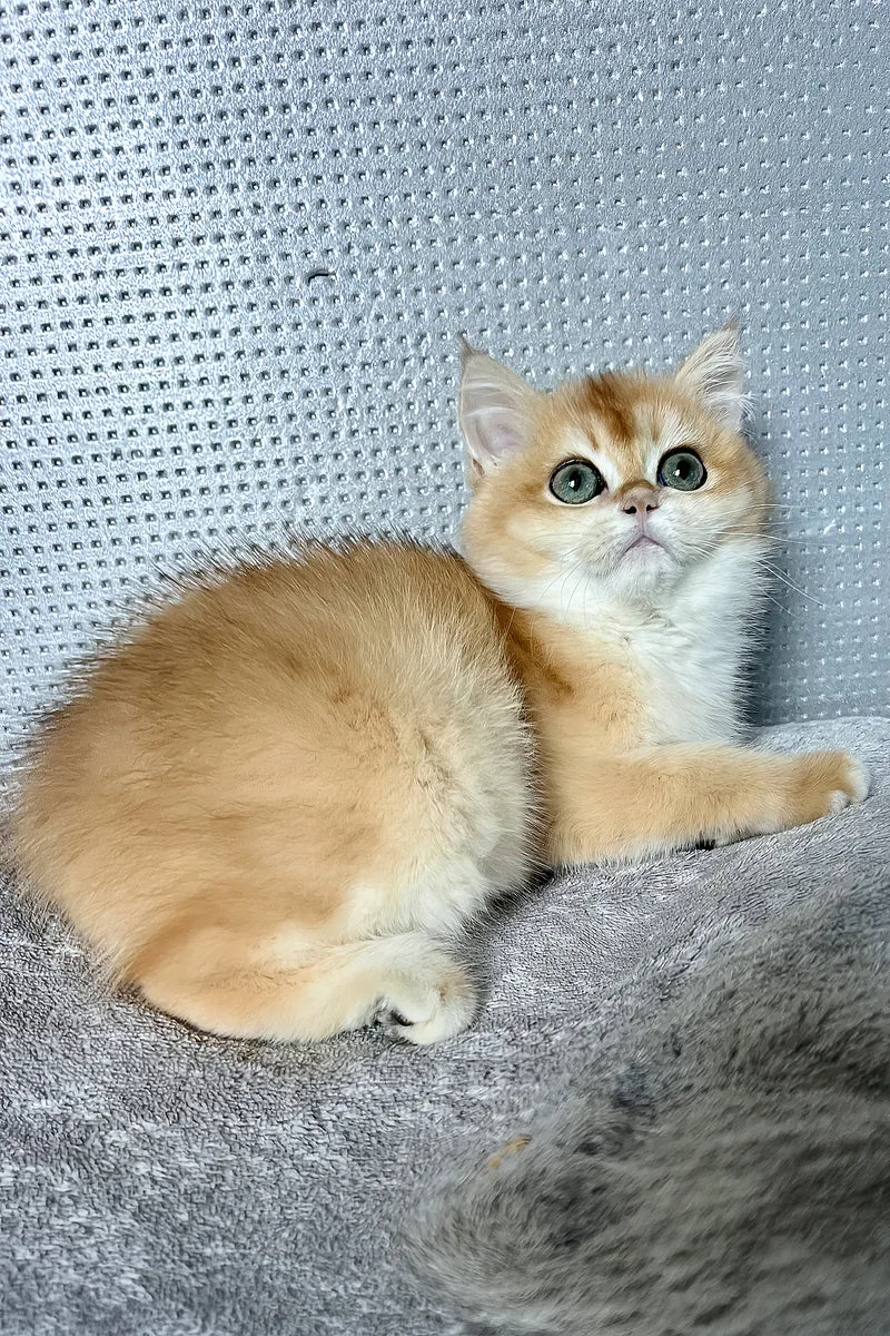 Liza | British Shorthair Kitten