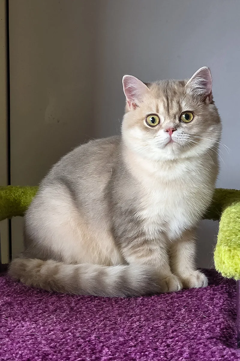 Freya | British Shorthair Kitten