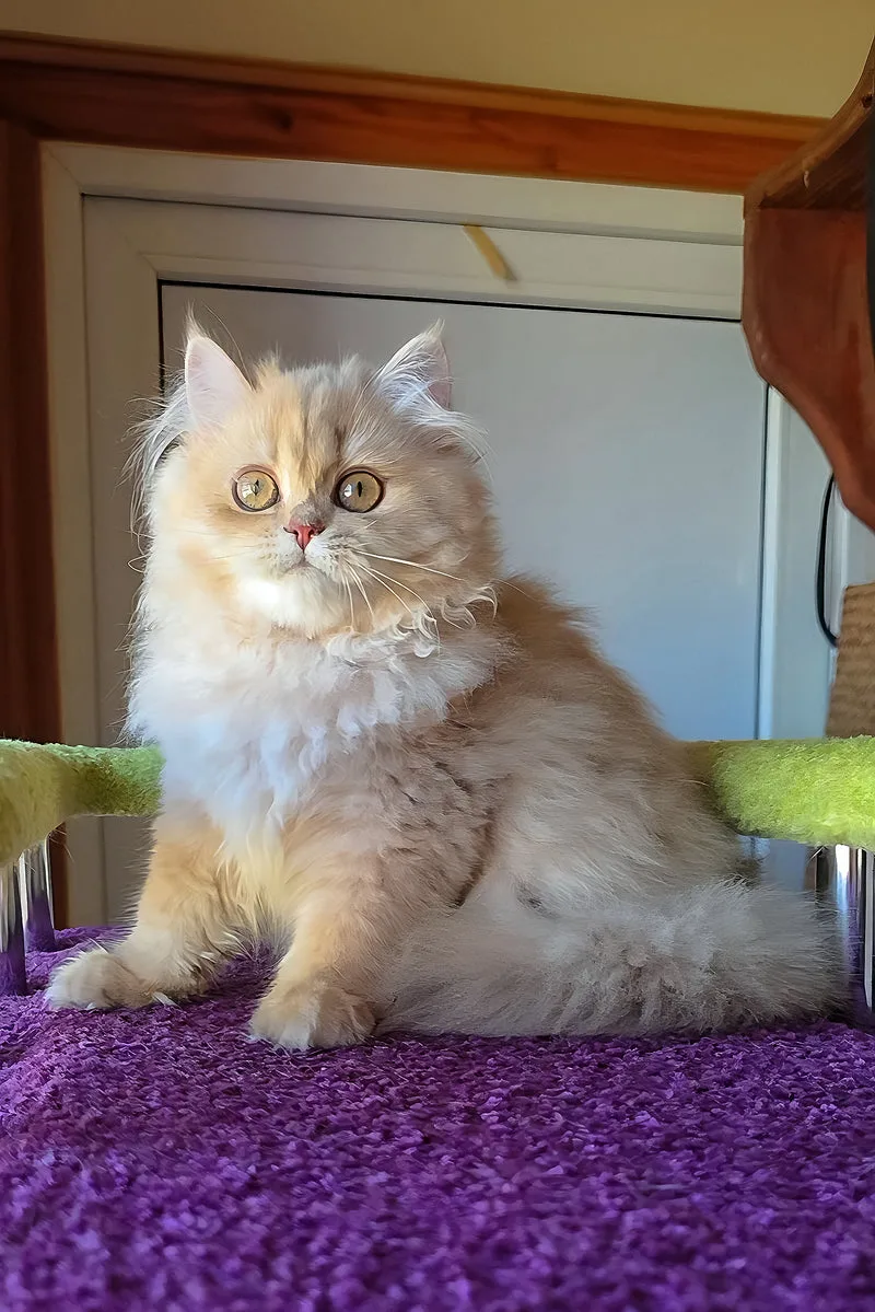 Honey | British Longhair Kitten