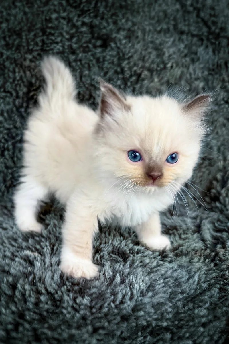 Uni | Cherubim Ragdoll Kitten
