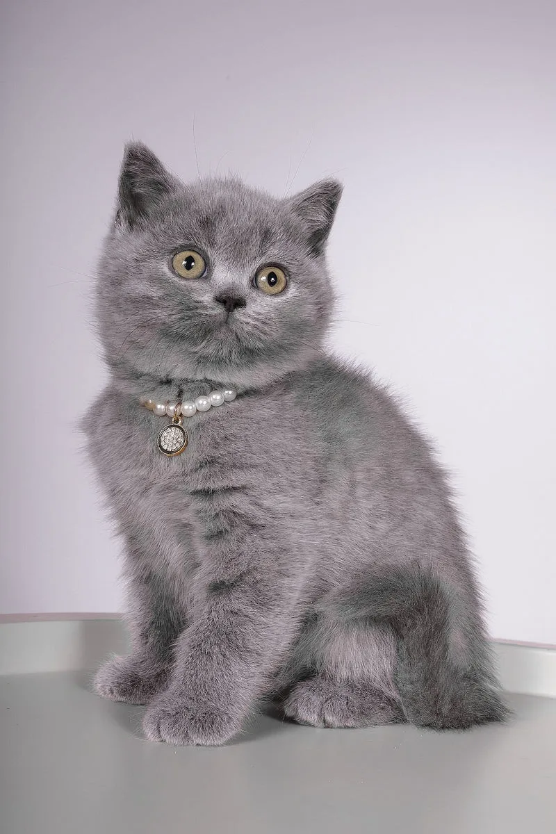 Fantasy | British Shorthair Kitten