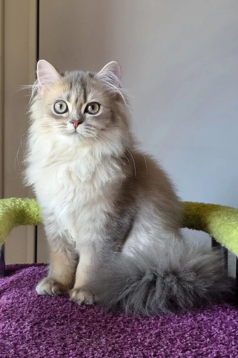 Harry | British Longhair Kitten