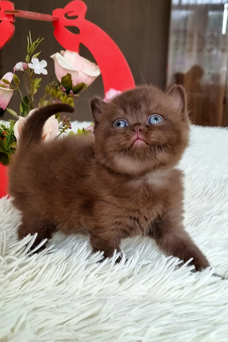 Ted | British Shorthair Kitten