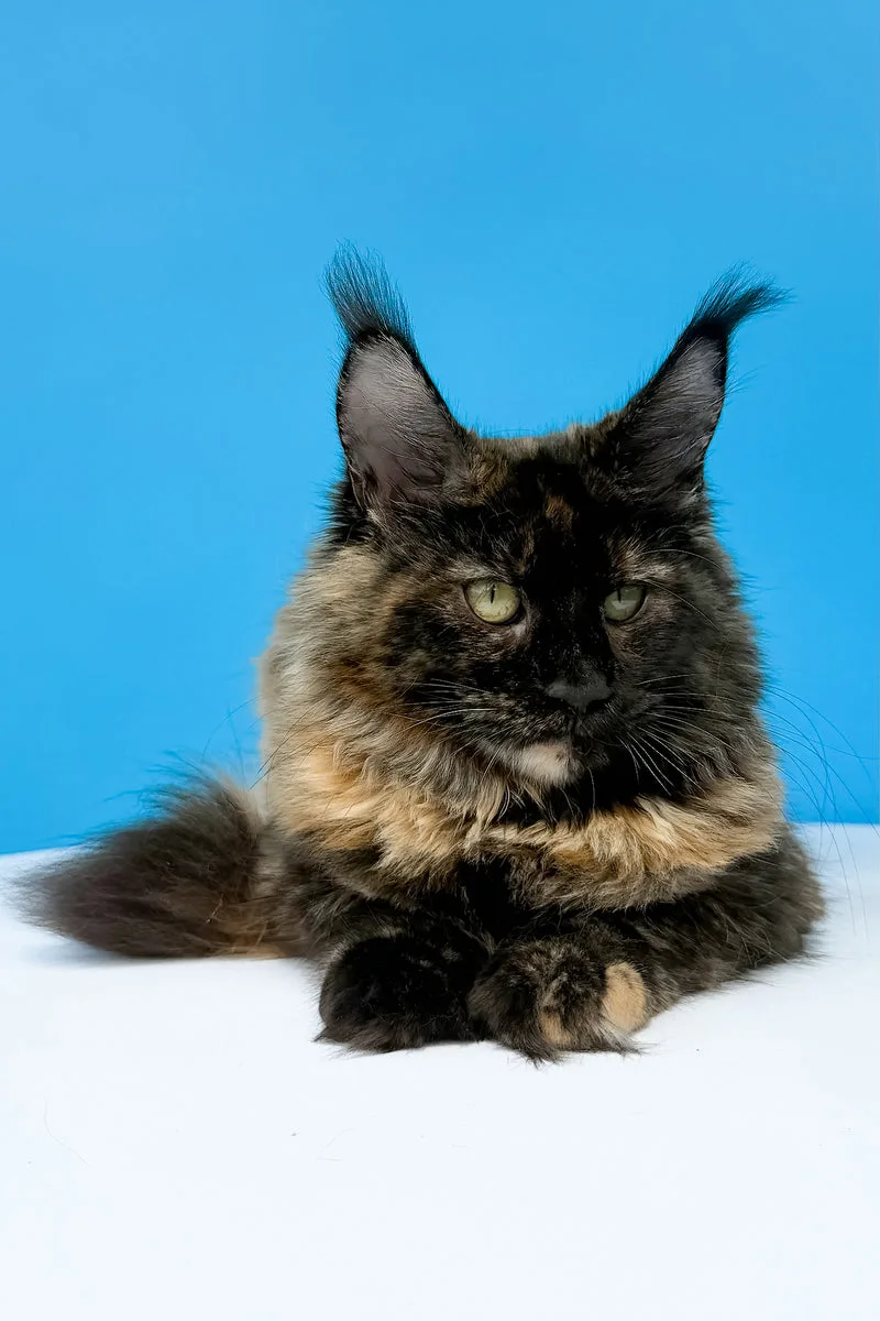 Laksa | Maine Coon Kitten
