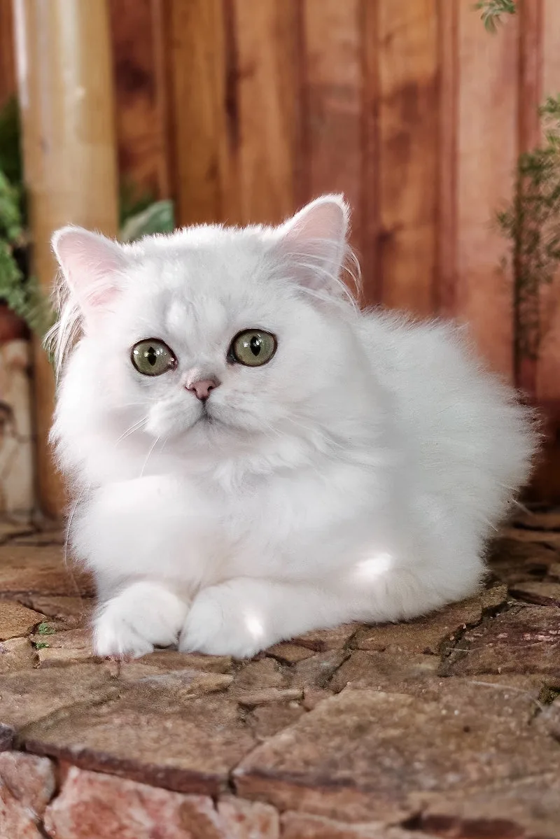 Nikki | British Longhair Kitten