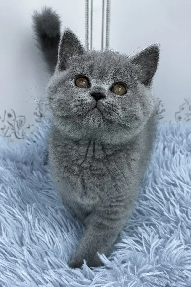 Tessa | British Shorthair Kitten