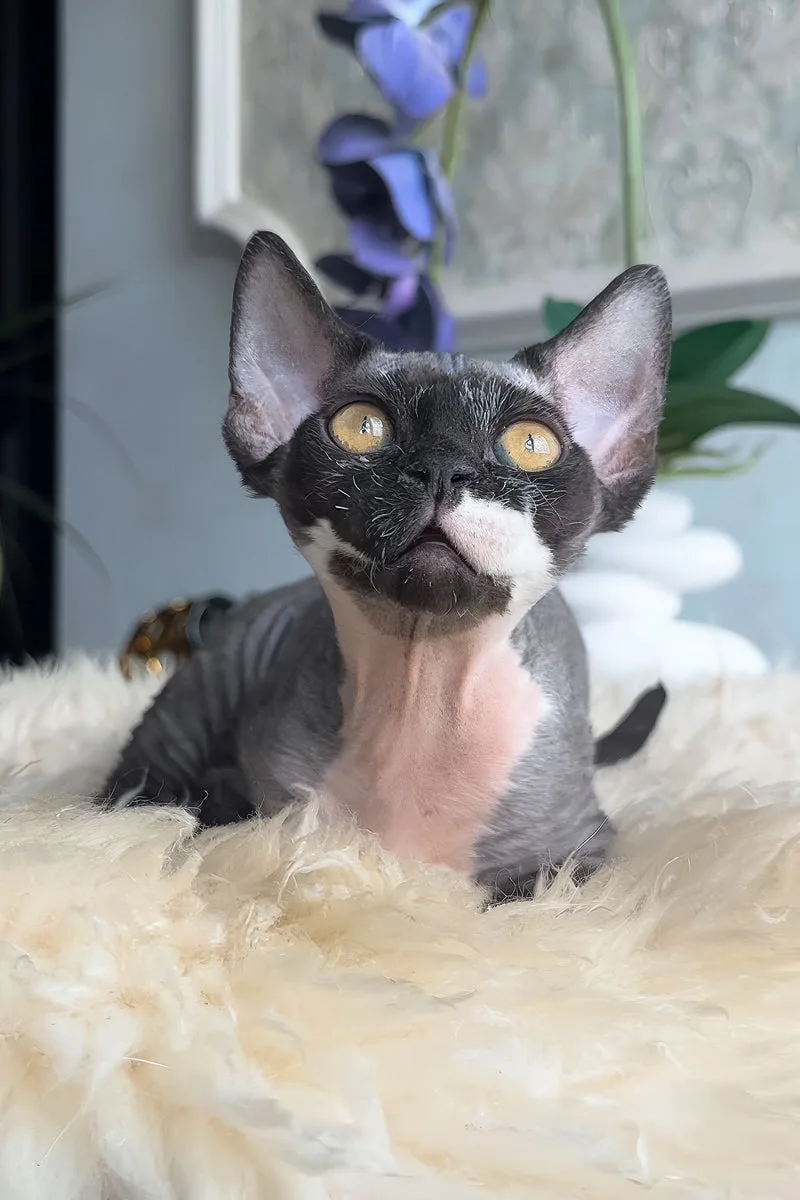 Basya | Devon Rex Kitten
