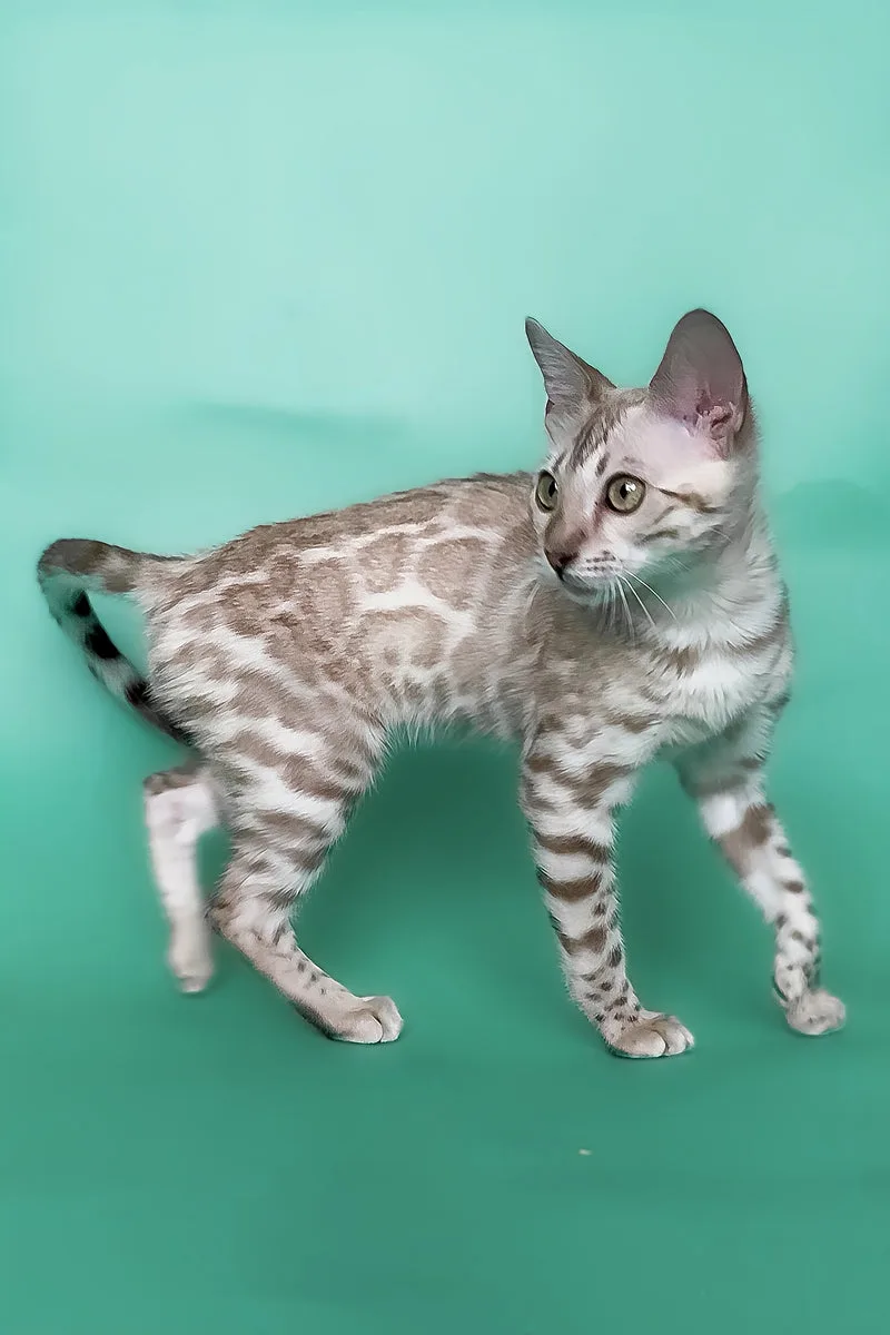 Infinity | Bengal Kitten