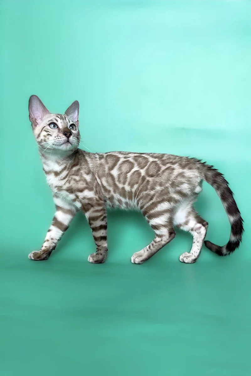 Indigo | Bengal Kitten