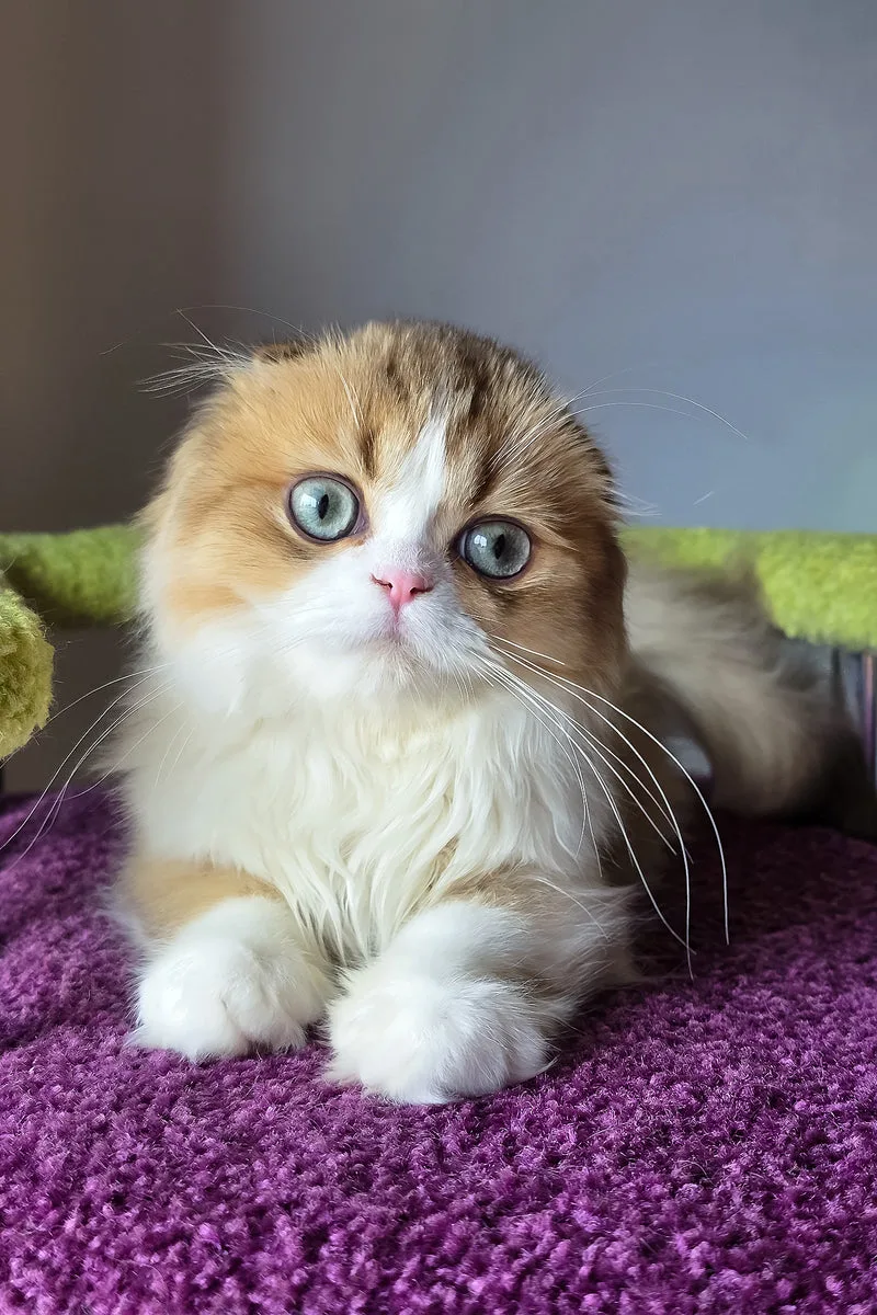 Izium | Scottish Fold Longhair Kitten
