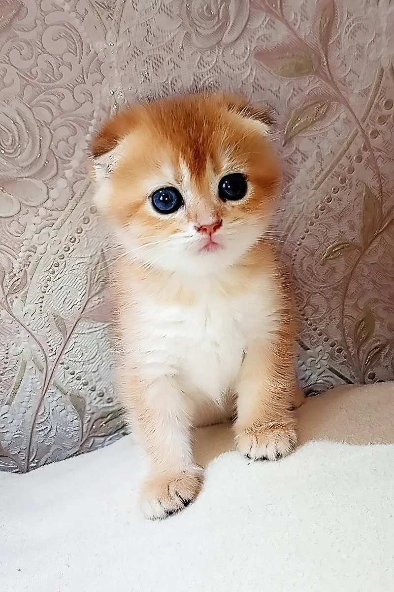 Sam | Scottish Fold Kitten