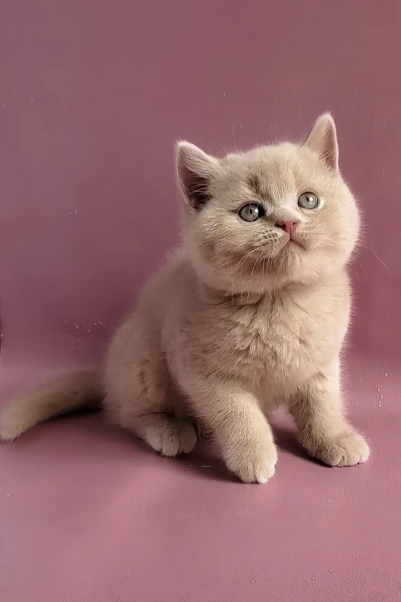 Yasmine | British Shorthair Kitten