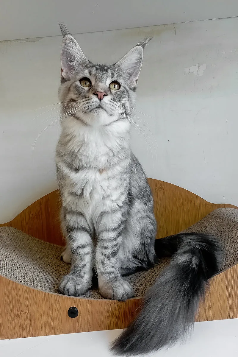 Laima | Maine Coon Kitten
