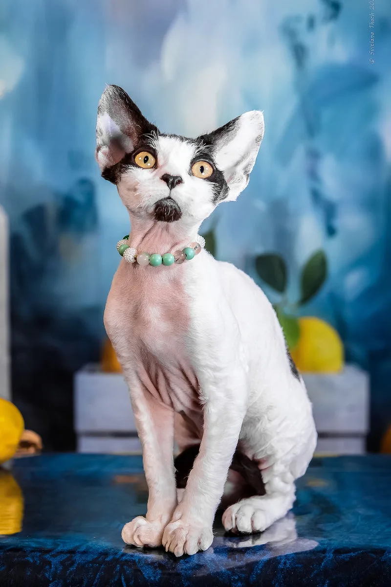 Like | Devon Rex Kitten