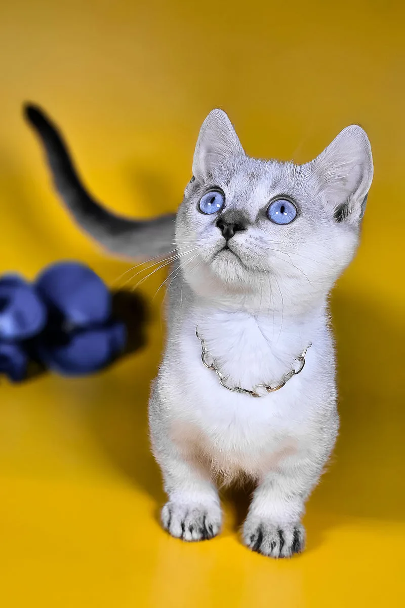 Michael | Munchkin Kitten