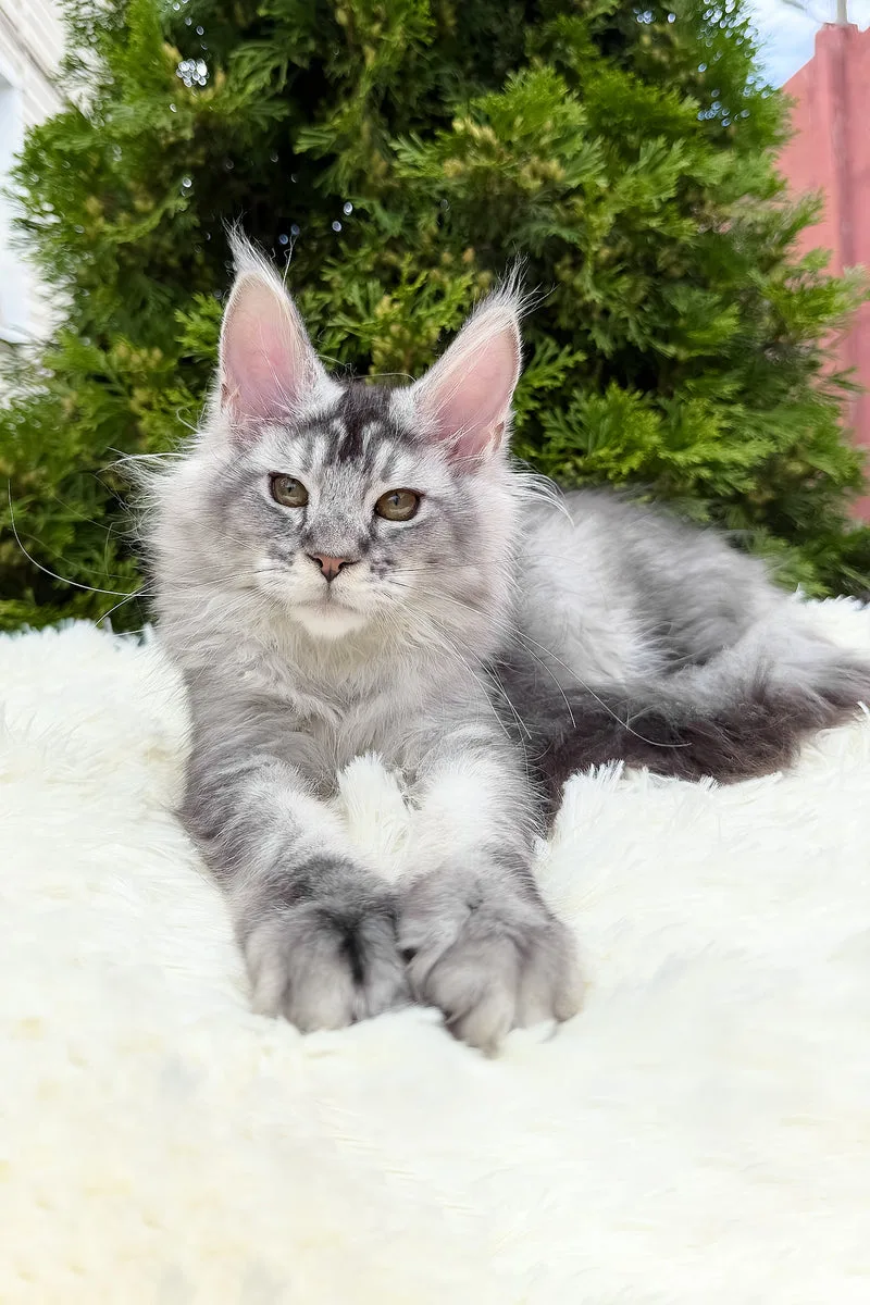 Sonya | Maine Coon Kitten