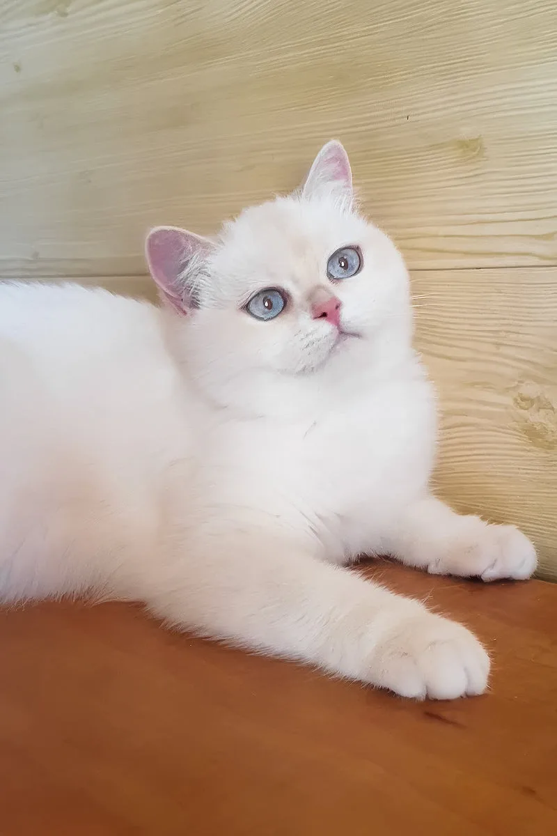 Xamira | British Shorthair Kitten