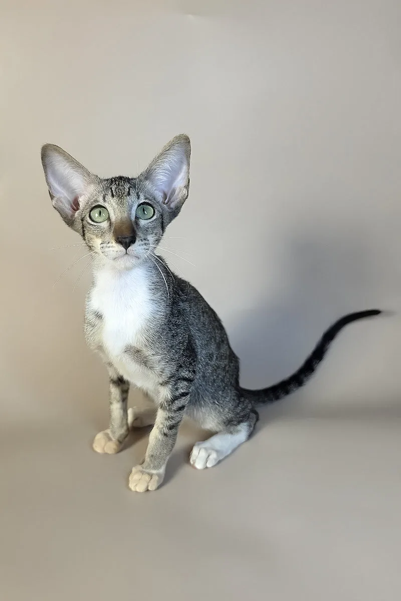 Yoshi | Oriental Shorthair Kitten