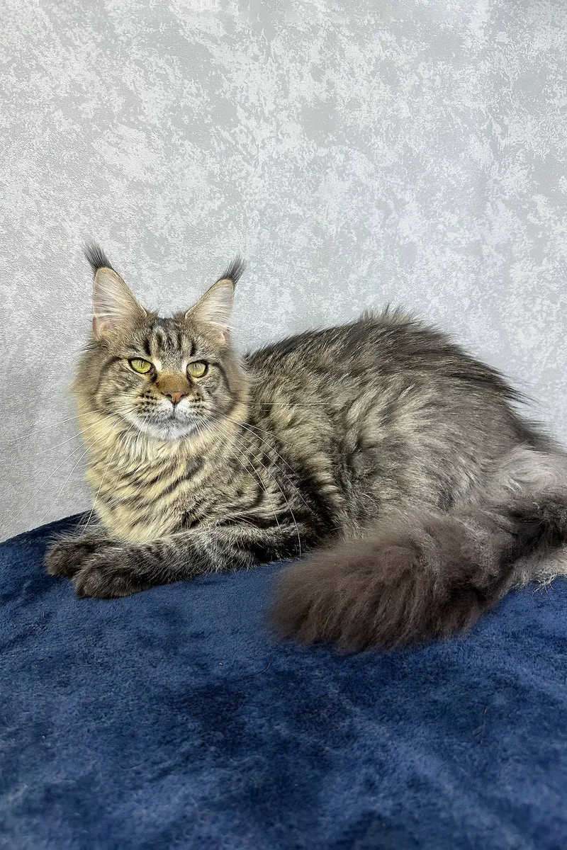 Caramel | Maine Coon Kitten