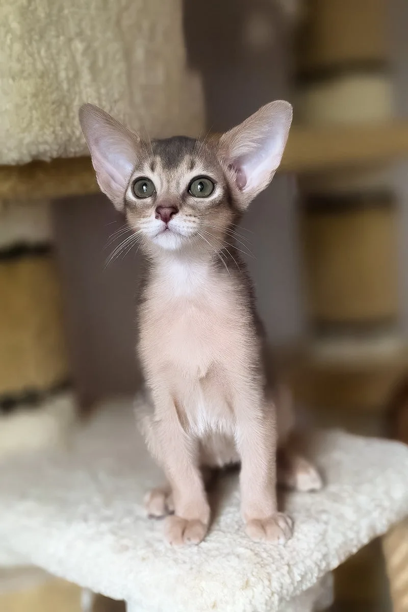 Dakar | Abyssinian Kitten