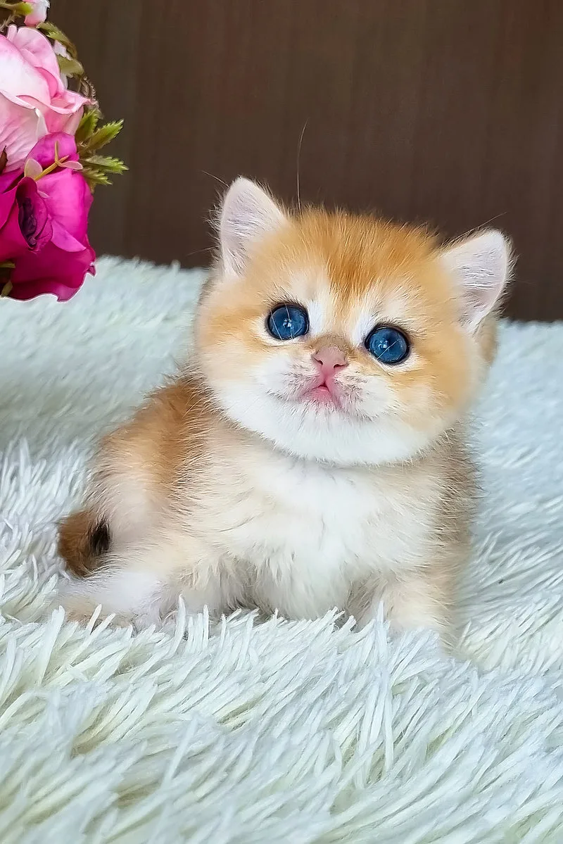 Salvador | British Shorthair Kitten