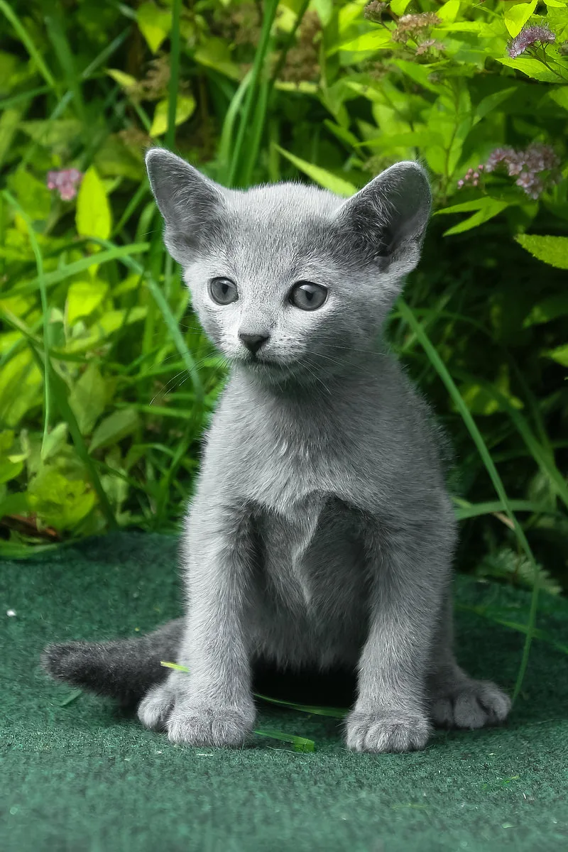Nord | Russian Blue Kitten