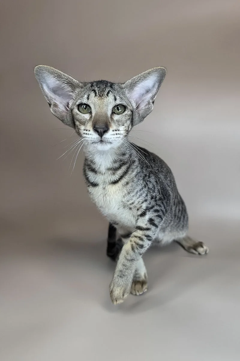 Yara | Oriental Shorthair Kitten