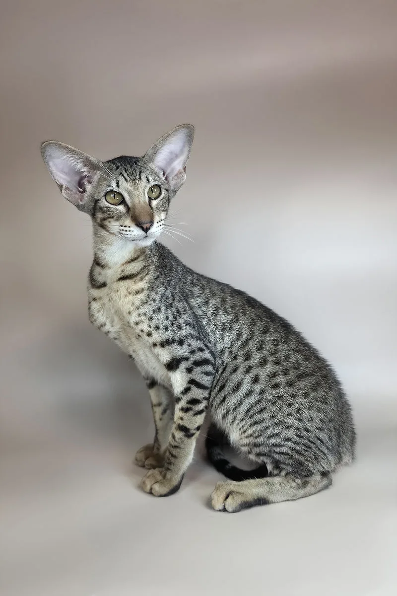 Yvette | Oriental Shorthair Kitten