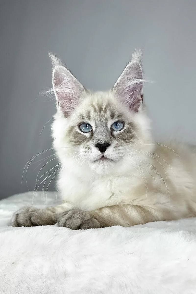 Dream Catcher | Maine Coon Kitten