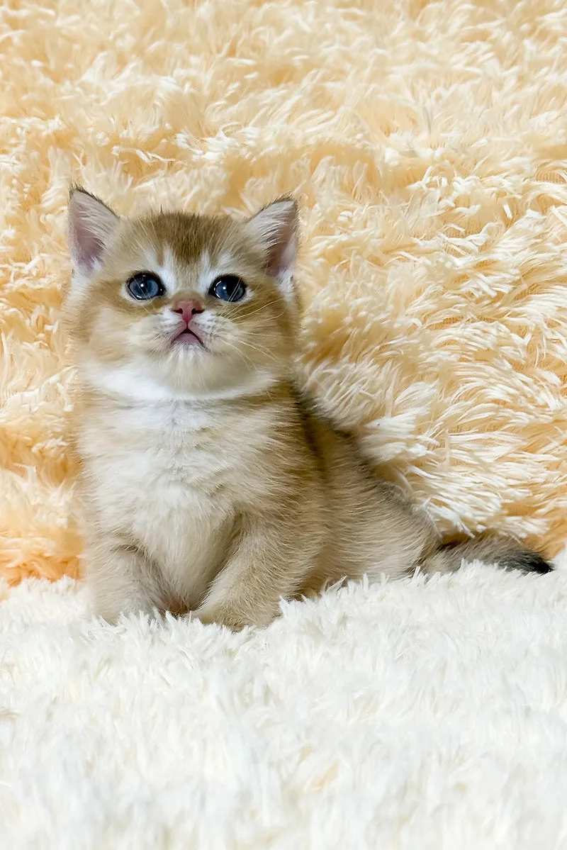 Ulla | British Shorthair Kitten