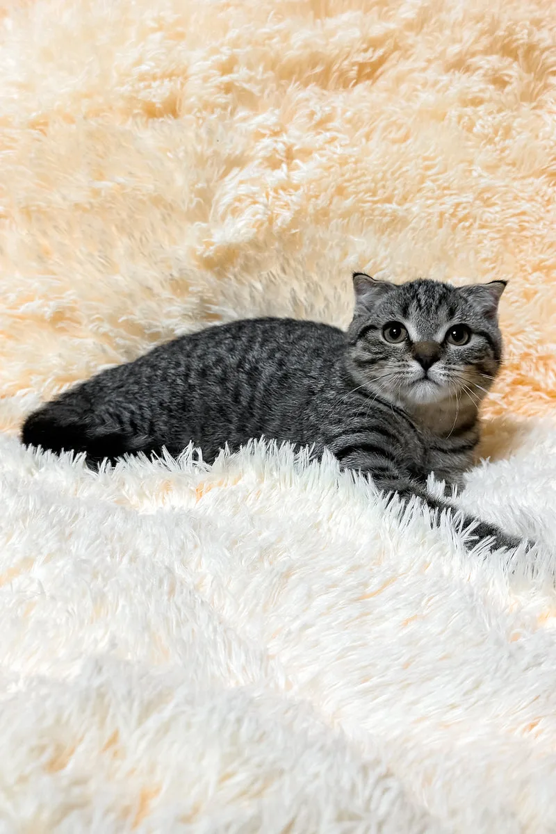 Venya | Scottish Fold Kitten