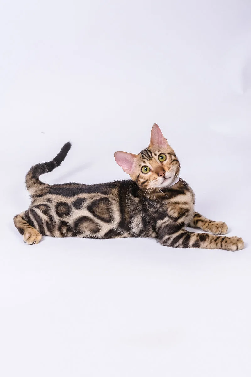 Vincenzo | Bengal Kitten