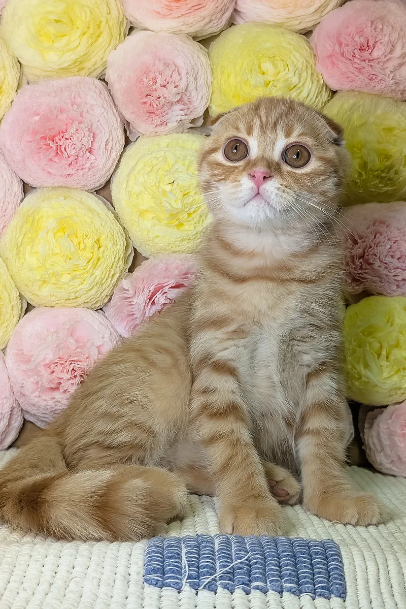 Abrikos | Scottish Fold Kitten