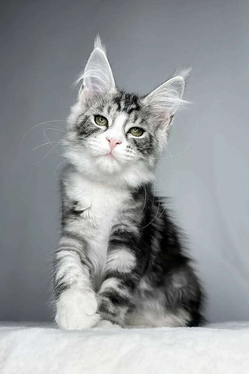 Dolly | Maine Coon Kitten