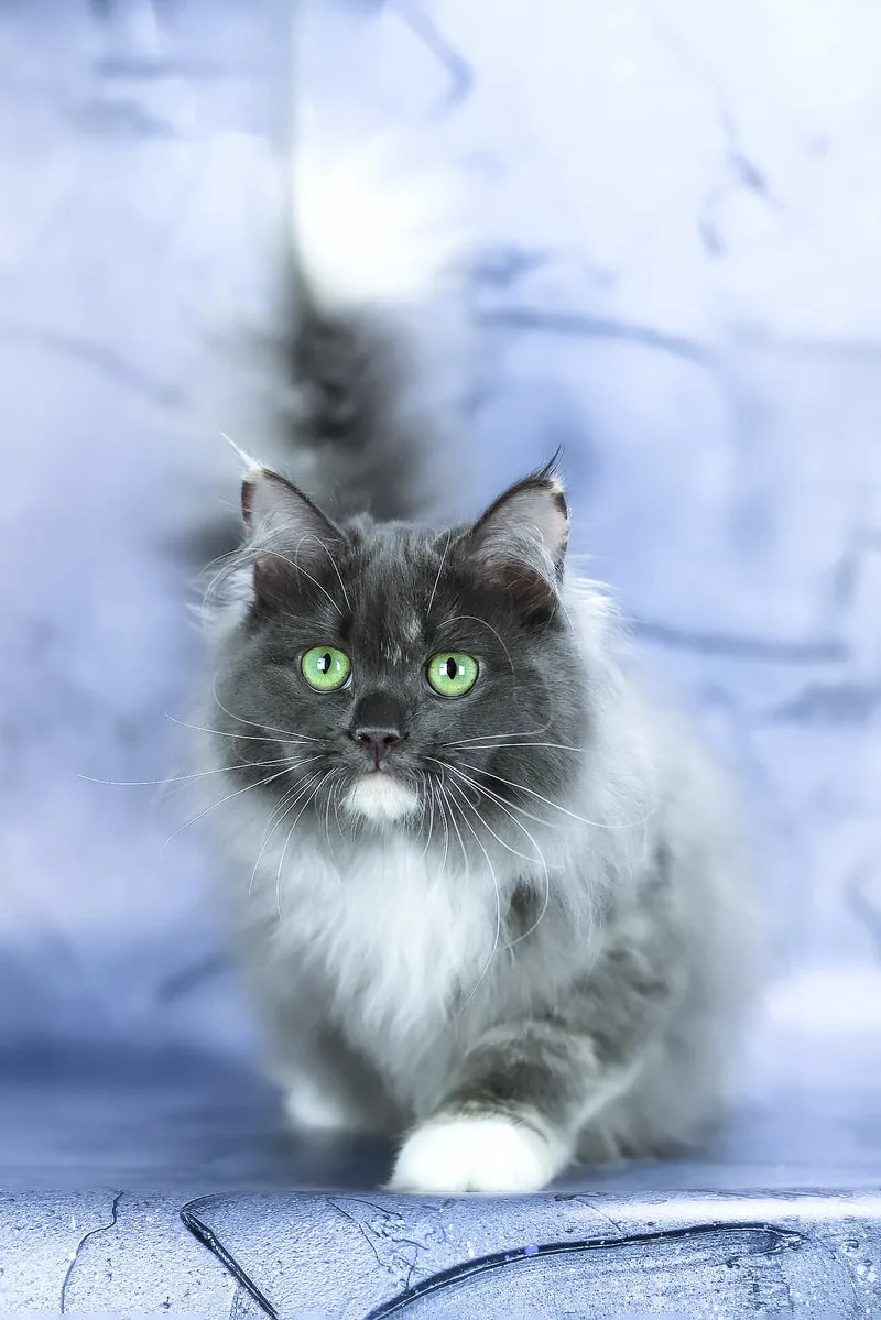 Dolores | Siberian Kitten