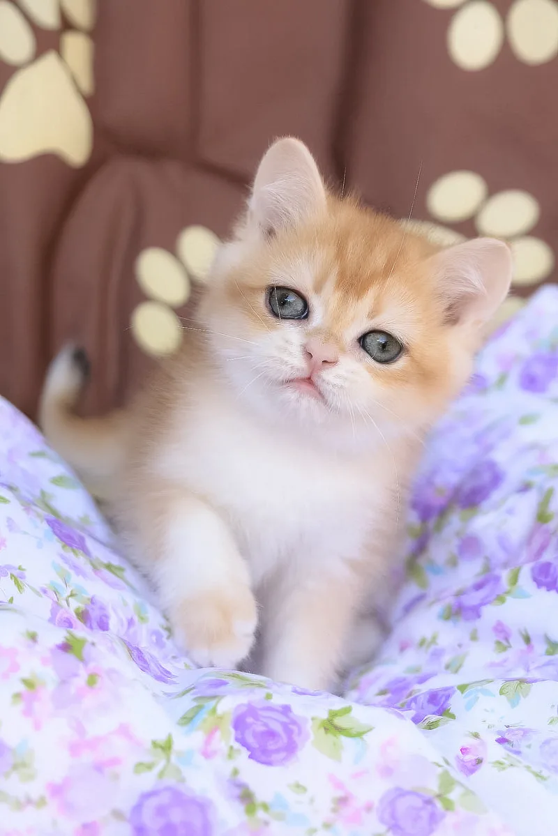 Jerry | British Shorthair Kitten