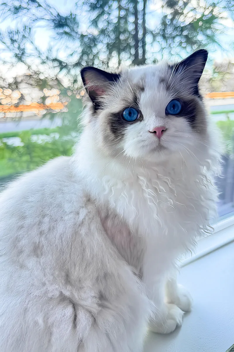 Taco | Ragdoll Kitten