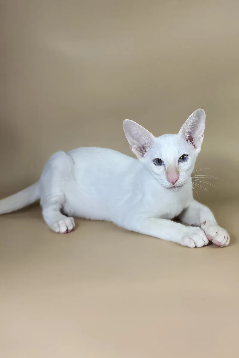 Eclair | Oriental Shorthair Kitten