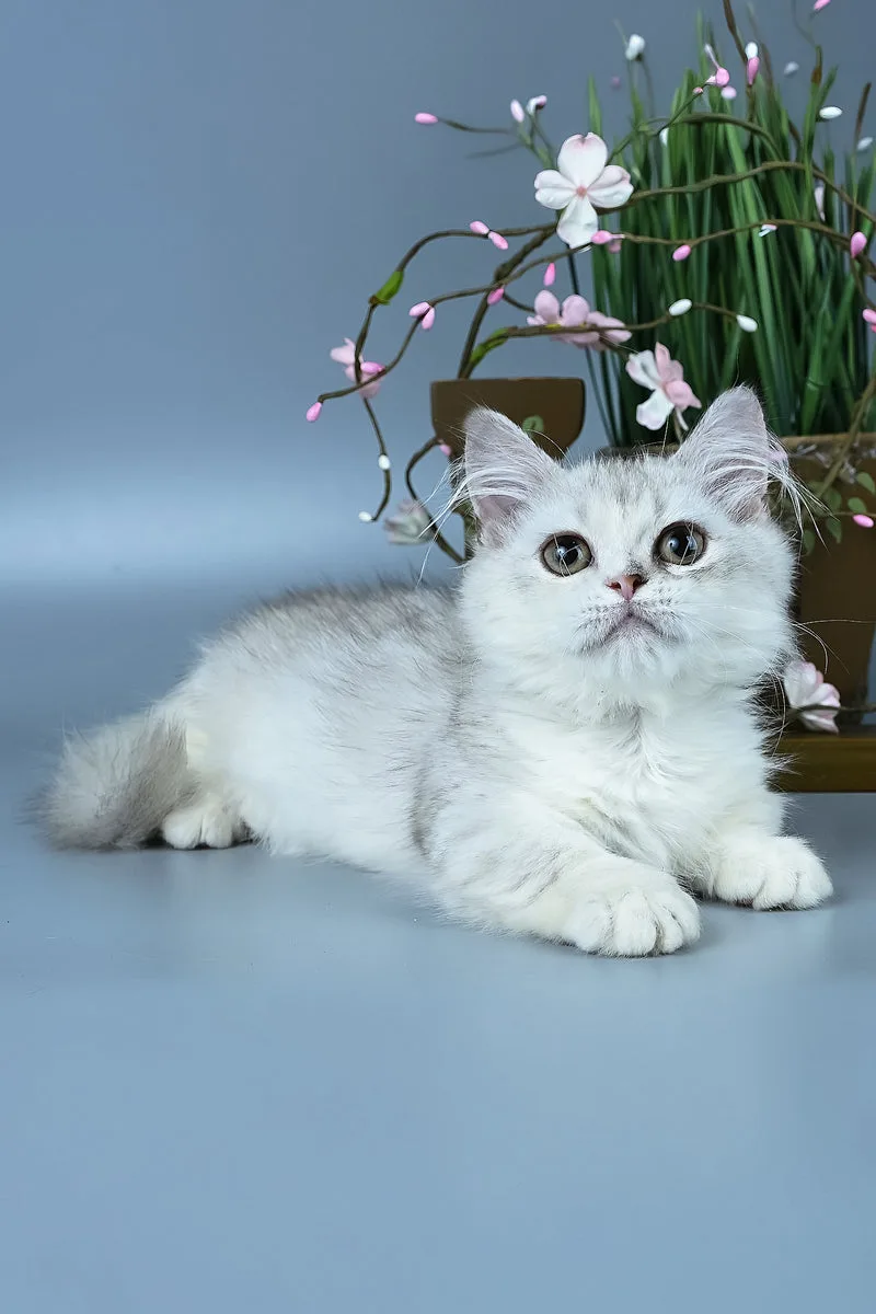 Gerda | Minuet Kitten