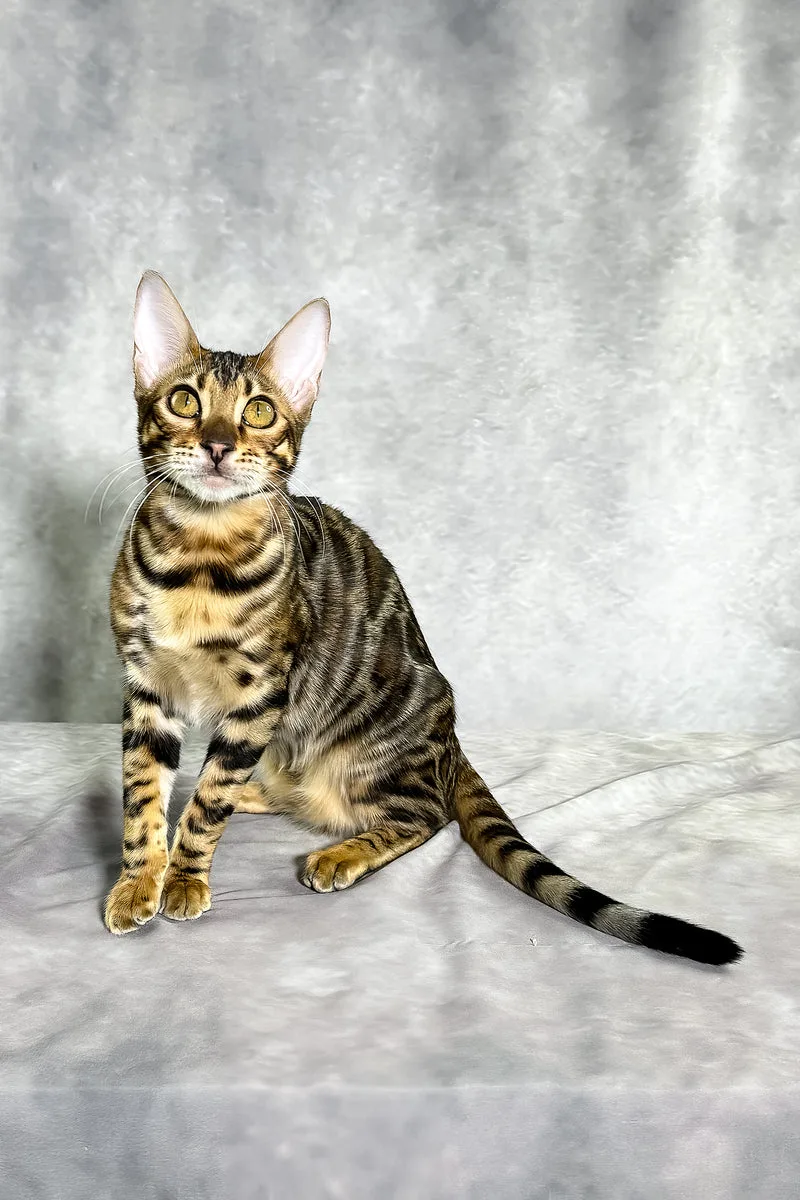 Grace | Bengal Kitten