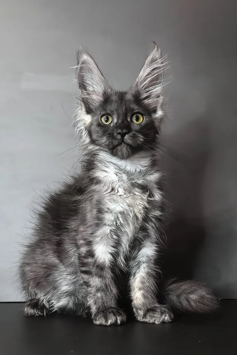Ivi | Maine Coon Kitten