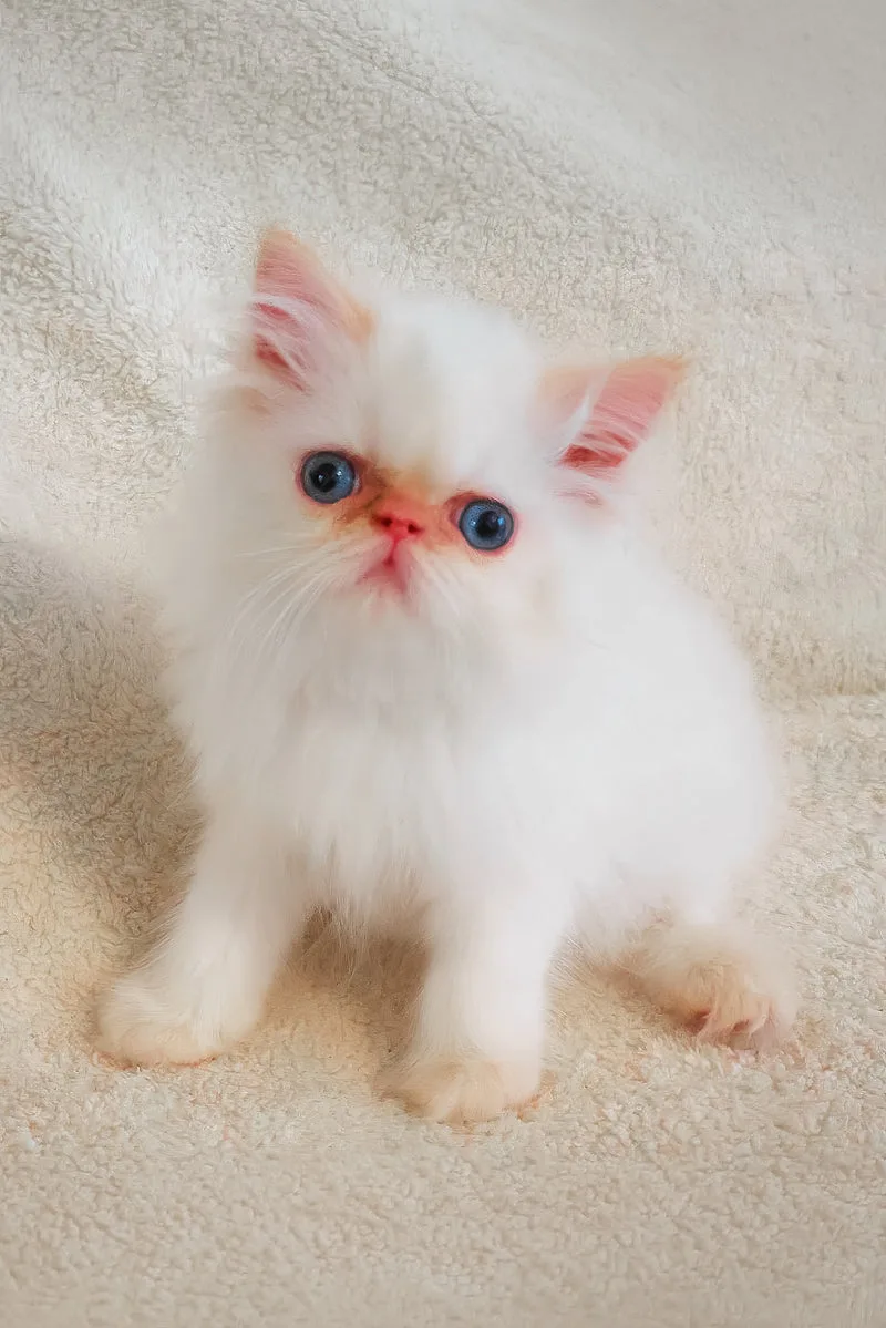 Misha | Persian Kitten