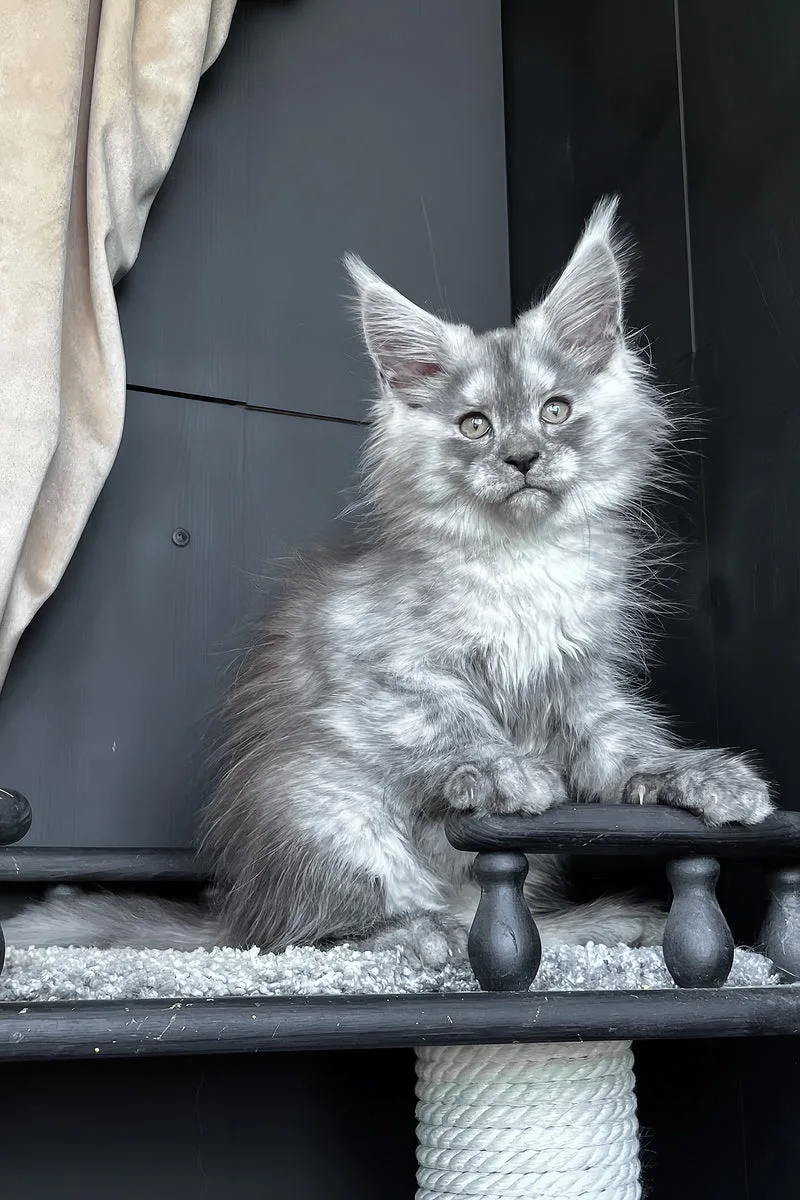 Оlea | Maine Coon Kitten