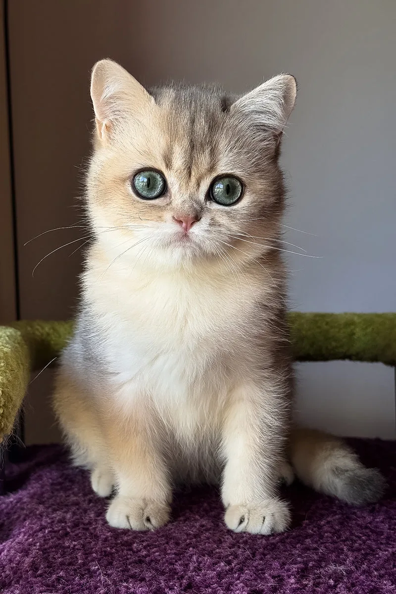 Ice | Scottish Straight Kitten