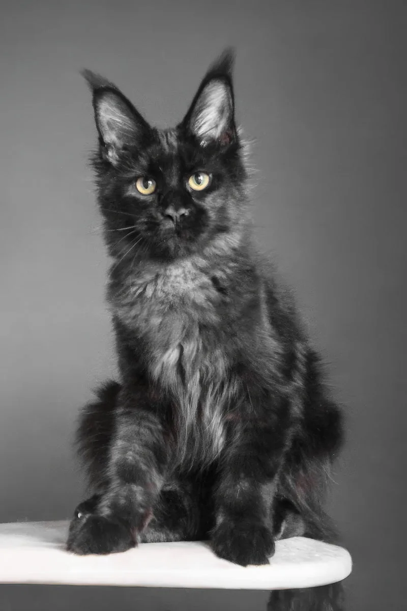 Chanelle | Maine Coon Kitten