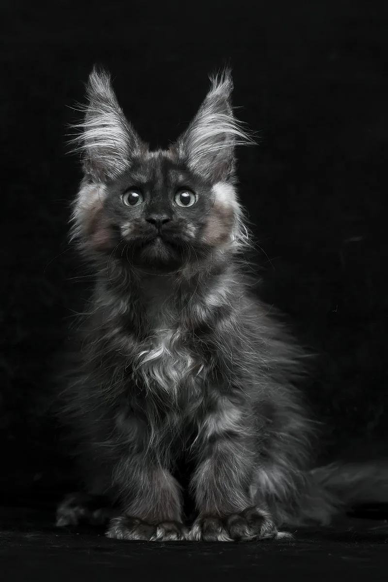 Natasha | Polydactyl Maine Coon Kitten