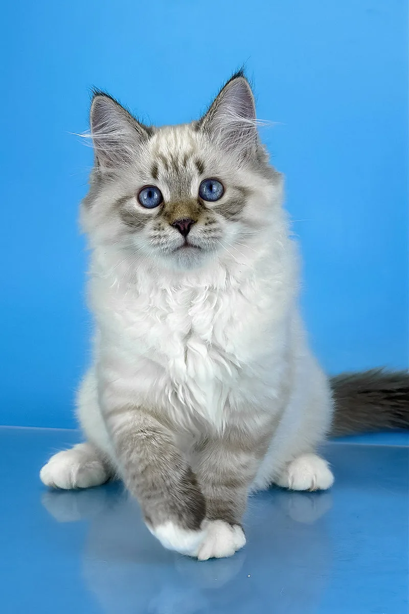 Arctic | Siberian Kitten