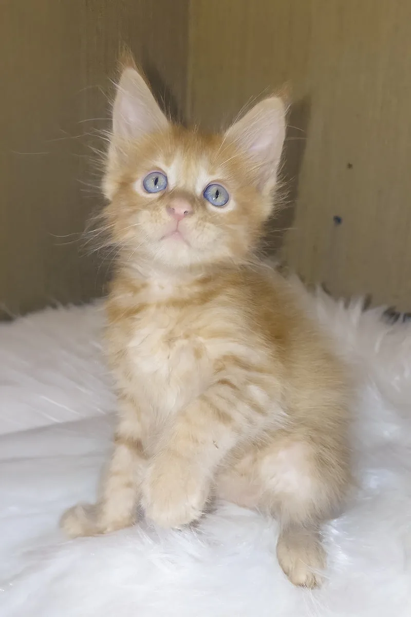 Baron | Maine Coon Kitten