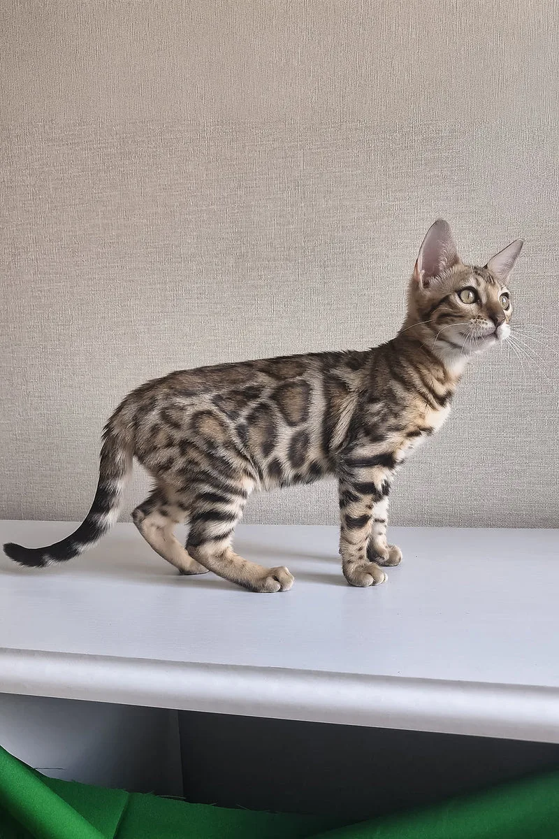 Bona | Bengal Kitten
