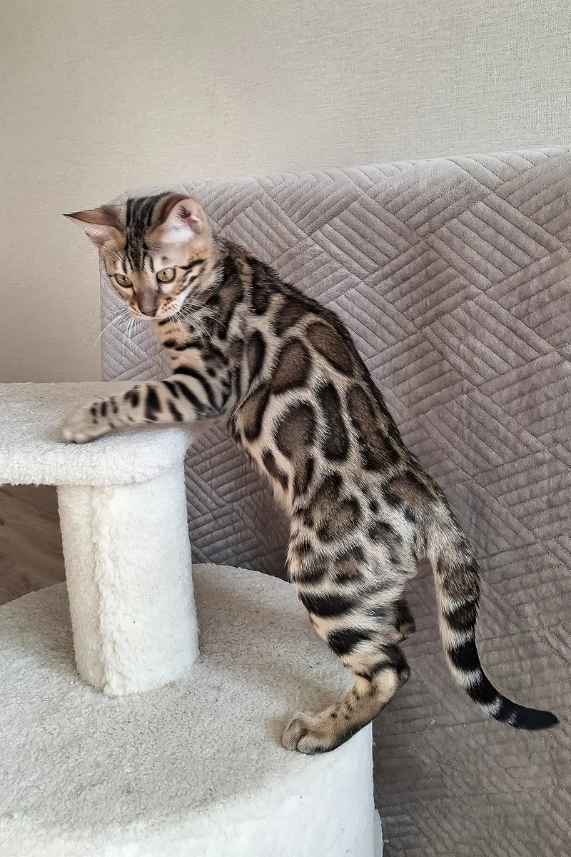 Bruno | Bengal Kitten